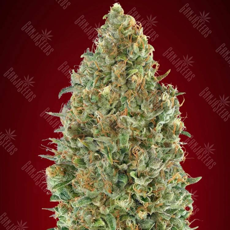 где заказать семена конопли Auto Kaya 47 feminised Advanced Seeds