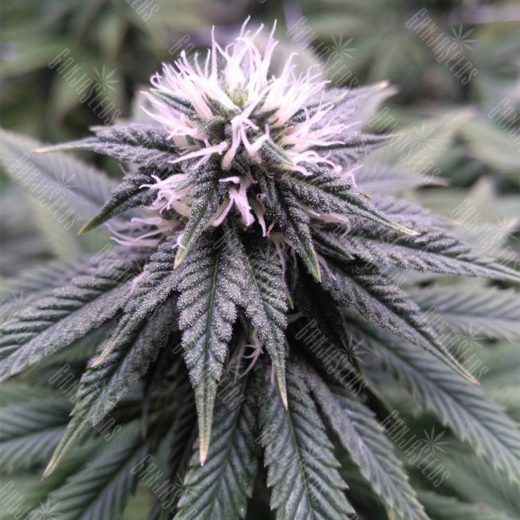 семена конопли в оригинальных упаковках Sugar Breath feminised Humboldt Seeds семена конопли в оригинальных упаковках Sugar Breath feminised Humboldt Seeds