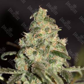 Honey Cream (Fast Flowering) feminised Royal Queen