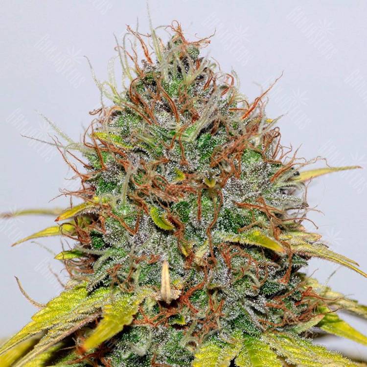 Семена марихуаны Hash Plant feminised GanjaLiveSeeds