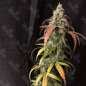 Auto Black Jack feminised Ganja Seeds