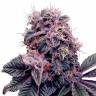 Auto Psylocke feminised GanjaVIP Seeds