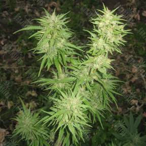 Pamir Gold feminised Dutch Passion Seeds