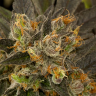 Blue Kush feminised Dinafem Seeds Blue Kush feminised Dinafem Seeds