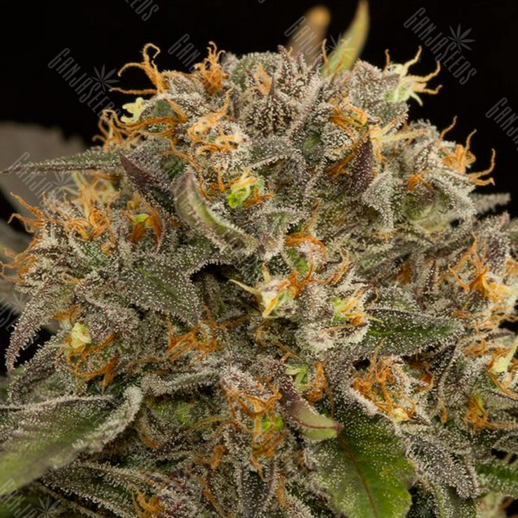 Blue Kush feminised Dinafem Seeds Blue Kush feminised Dinafem Seeds
