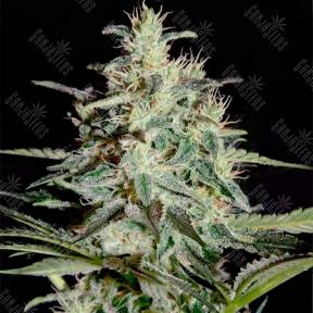 Auto Strong Lemon regular Ganja Seeds