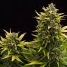 семена индийской конопли Auto Original Amnesia feminised Dinafem Seeds