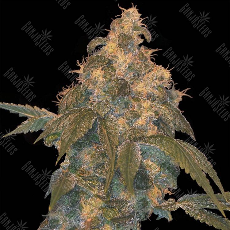 семена конопли в интернете Super Lemon OG regular DNA Genetics семена конопли в интернете Super Lemon OG regular DNA Genetics