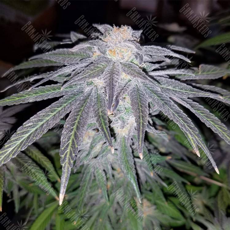 семена конопли 707 Truthband by Emerald Mountain feminised Humboldt Seeds семена конопли 707 Truthband by Emerald Mountain feminised Humboldt Seeds