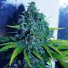 семена конопли с доставкой Sweet Purple feminised Paradise Seeds