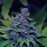 семена индийской конопли Sweet Purple feminised Paradise Seeds семена индийской конопли Sweet Purple feminised Paradise Seeds