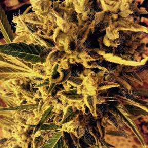 Royal Cheese (Fast Flowering) feminised Royal Queen