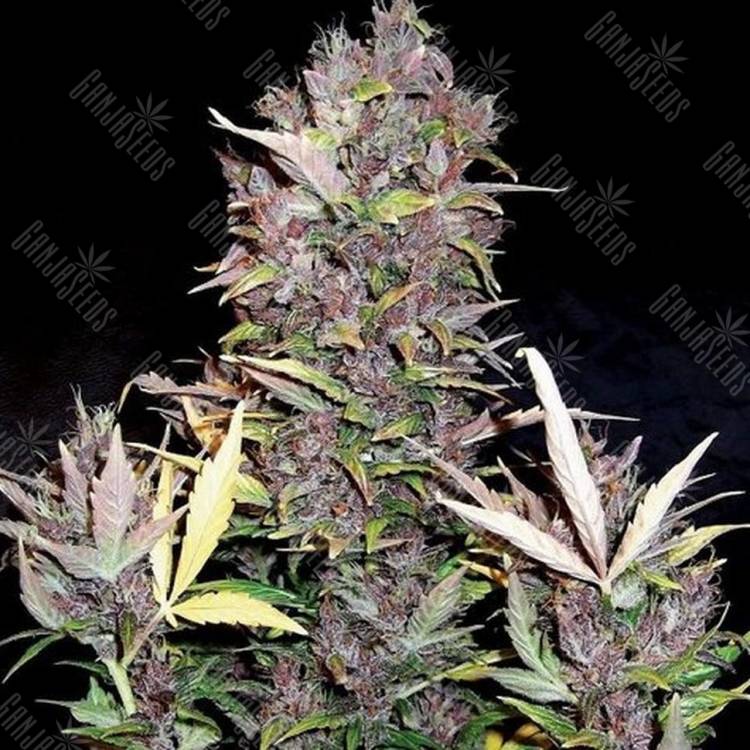 Auto Mandarine XXL feminised Ganja Seeds