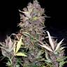 Auto Mandarine XXL feminised Ganja Seeds