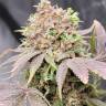 Auto Mandarine XXL feminised Ganja Seeds