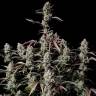 Auto Mandarine XXL feminised Ganja Seeds