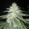 урожайные семена конопли Afghan feminised