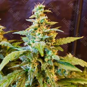 Auto Jack feminised Ganja Seeds