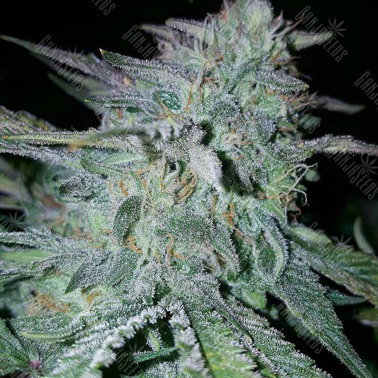 семена индийской конопли Alaskan Ice feminised Green House Seeds семена индийской конопли Alaskan Ice feminised Green House Seeds