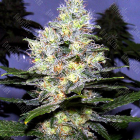 Passion Fruit feminised Dutch Passion Seeds