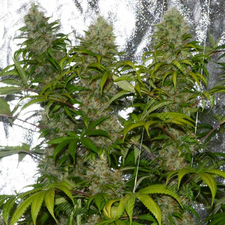 семена конопли марихуаны La Blanca regular Ganja Seeds семена конопли марихуаны La Blanca regular Ganja Seeds