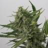 семена конопли Спб Auto OG Kush feminised Dinafem Seeds
