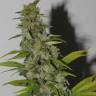 конопля семена сорта заказать Trainwreck feminised Humboldt Seeds