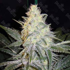 Eldorado feminised Nirvana Seeds