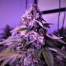 семена конопли в фирменной упаковке Space Cookies feminised Paradise Seeds семена конопли в фирменной упаковке Space Cookies feminised Paradise Seeds