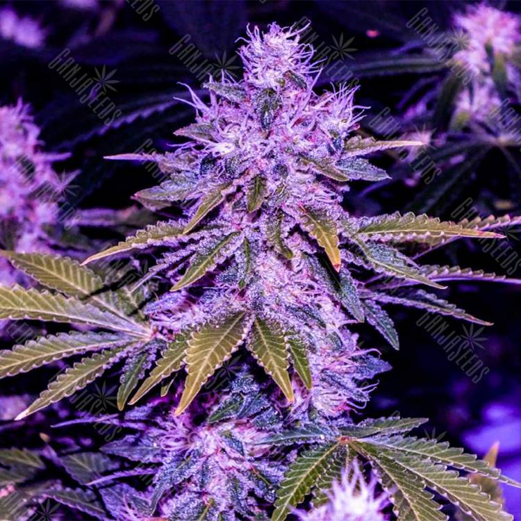 семена конопли интернет магазин Space Cookies feminised Paradise Seeds семена конопли интернет магазин Space Cookies feminised Paradise Seeds