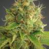 семена конопли f1 в оригинальной упаковке Space Cookies feminised Paradise Seeds семена конопли f1 в оригинальной упаковке Space Cookies feminised Paradise Seeds