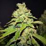 семена сортовой конопли Space Cookies feminised Paradise Seeds семена сортовой конопли Space Cookies feminised Paradise Seeds