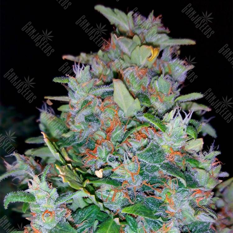 семена конопли марихуаны White Widow feminised Pyramid Seeds семена конопли марихуаны White Widow feminised Pyramid Seeds