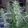 семена конопли элитных сортов White Widow feminised Pyramid Seeds семена конопли элитных сортов White Widow feminised Pyramid Seeds