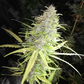 Speedy Chile (Fast Flowering) feminised Royal Queen