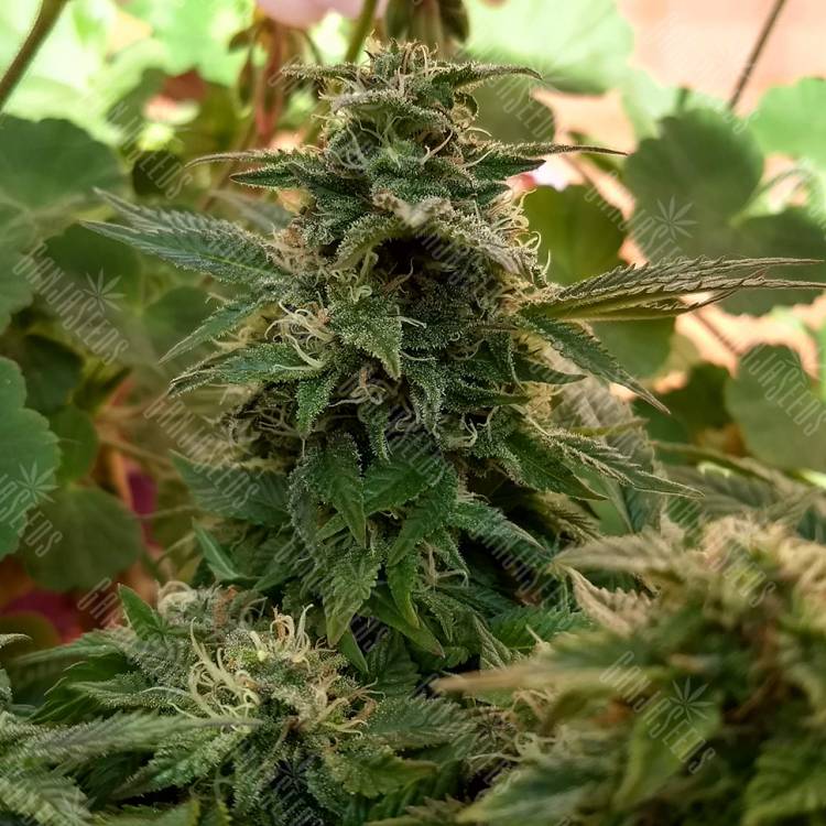 где заказать семена конопли Sweet Cheese F1 Fast Version feminised Sweet Seeds где заказать семена конопли Sweet Cheese F1 Fast Version feminised Sweet Seeds