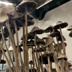 Panaeolus Cyanescens Alabama