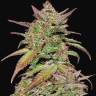 элитные сорта конопли Auto Somango x Blueberry feminised