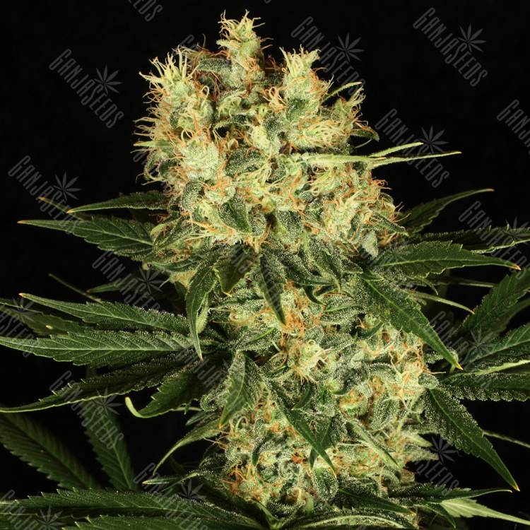 Passion #1 feminised Dutch Passion Seeds Passion #1 feminised Dutch Passion Seeds