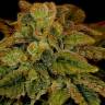 Ladyburn 1974 regular Ganja Seeds Ladyburn 1974 regular Ganja Seeds