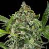 семена конопли для посадки купить Auto White Cheese feminised Dinafem Seeds семена конопли для посадки купить Auto White Cheese feminised Dinafem Seeds