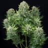 семена конопли для выращивания Auto White Cheese feminised Dinafem Seeds семена конопли для выращивания Auto White Cheese feminised Dinafem Seeds