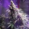 семена конопли Спб Three Blue Kings feminised Humboldt Seeds