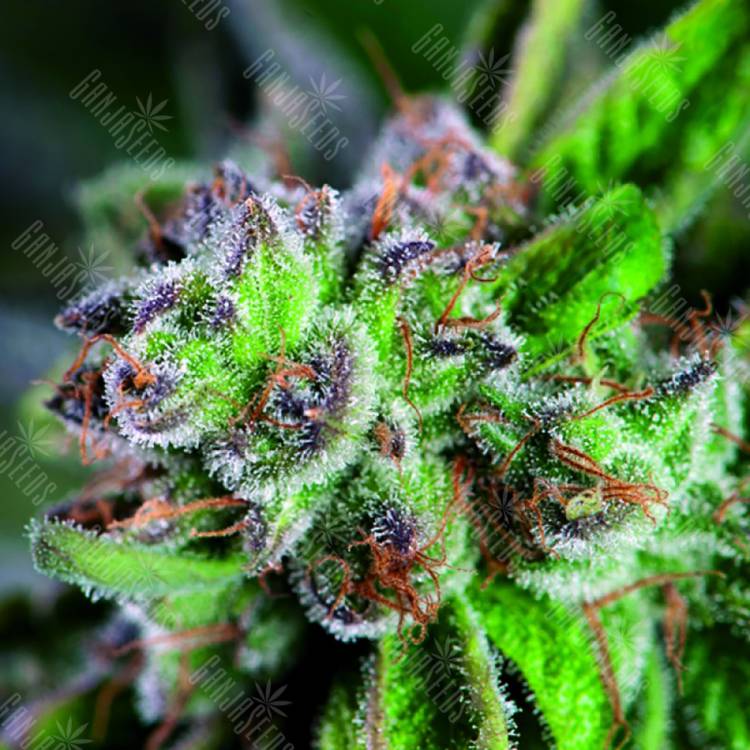семена конопли дешево Watermelon Zkittlez feminised Pyramid Seeds