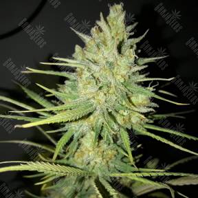 Sweet Cheese feminised Sweet Seeds