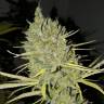 хорошие семена конопли Sweet Cheese feminised Sweet Seeds
