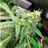 заказ семян конопли Спб Auto Anubis regular заказ семян конопли Спб Auto Anubis regular
