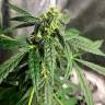 семена конопли Россия Auto Anubis regular семена конопли Россия Auto Anubis regular