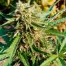 семена индийской конопли Auto Anubis regular семена индийской конопли Auto Anubis regular