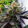 Himalaya Gold feminised Ganja Seeds